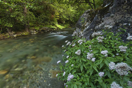 Ein Fluss fließt durch einen Wald