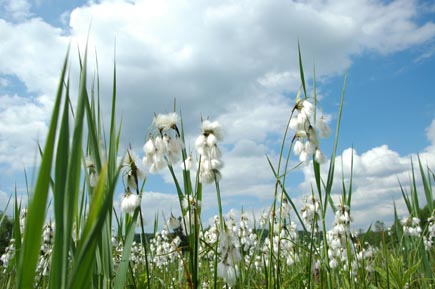 Wollgras in einem Moorgebiet