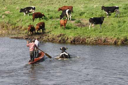 Zwei Männer in einem Boot begleiten eine Kuh über einen Fluss auf die Weide