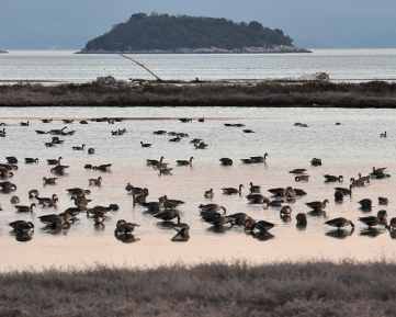 Blässgänse im Neretva-Delta