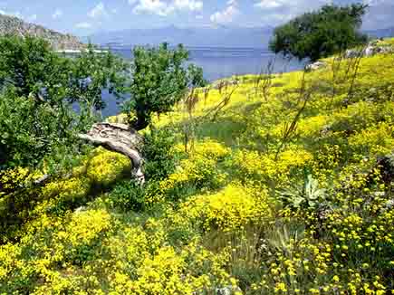 Blick von einem blühendem Hang mit kleinen Bäumen auf den Prespa-See