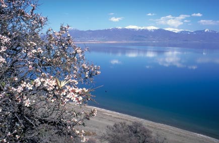 Der Prespa See in Mazedonien mit blühendem Baum und Bergen