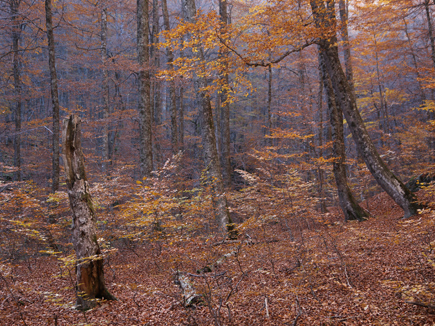 Buchenurwald im Herbstlaub