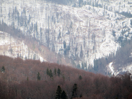 Kahlschlag im Natura 2000-Gebiet Tarcu-Berge in Rumänien