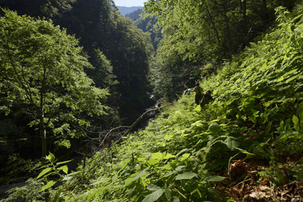 Boia Mica Urwald Rumänien Fagaras-Gebirge, August 2016