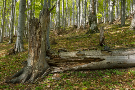 Old growth mountain beech forest in Domogled National Park