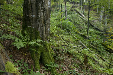 Old growth forest in Romania with beeches and ferns