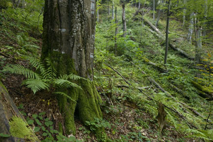 Urwald in Rumänien mit Buchen, Tannen und Farn