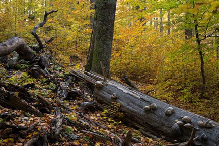 Old-growth beech forest in autumn