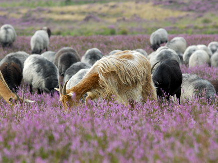 Heidschnucken und Ziegen weiden in einer Heidelandschaft an der Senne