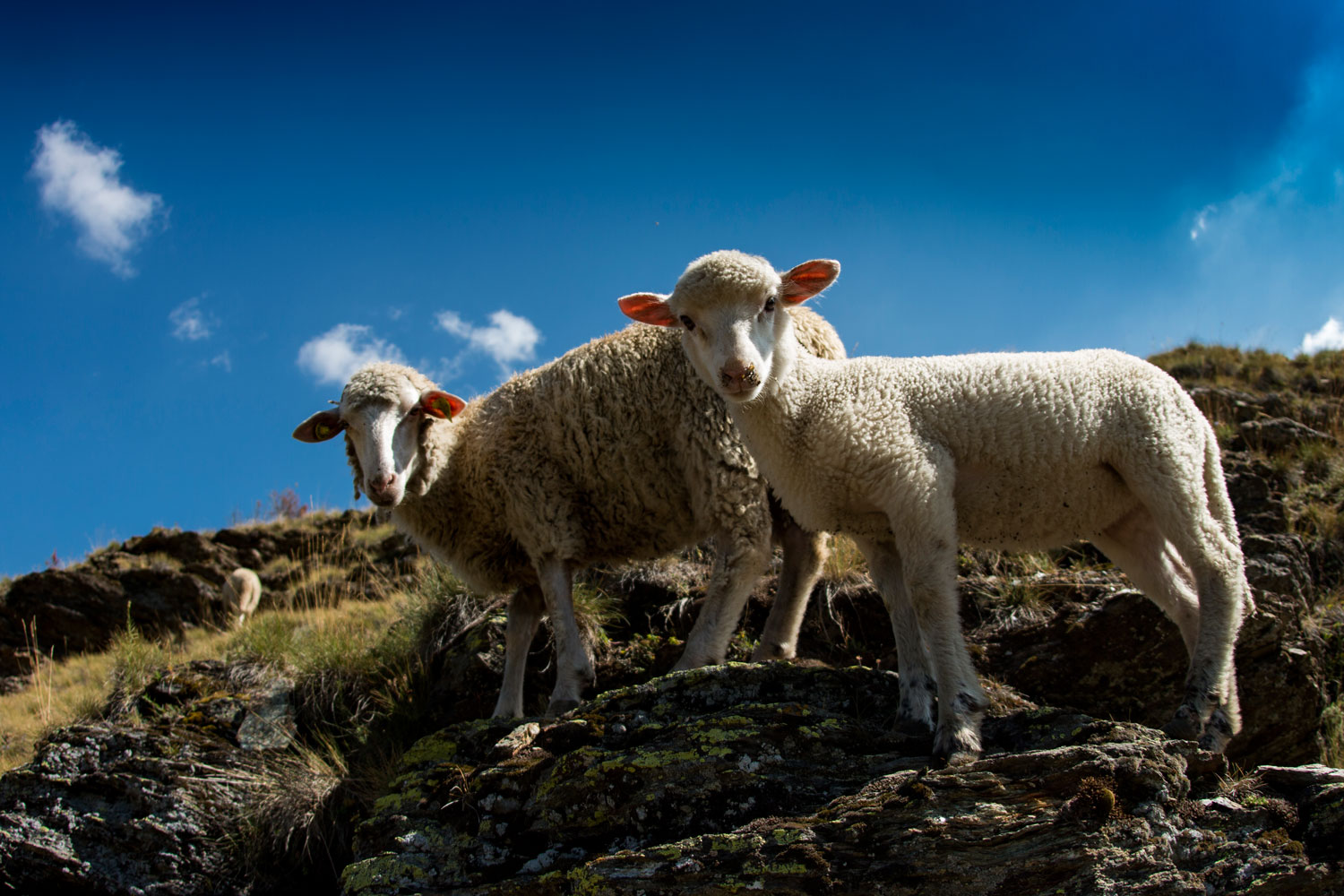 two sheep mother sheep with lamb