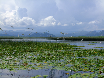 Whiskered terns flying over lake Skadar