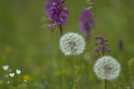 Wiese mit Pusteblumen