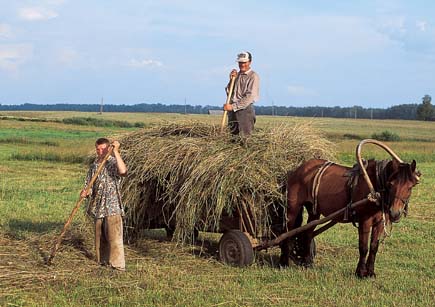 Heuwagen mit Pferd und zwei Bauern bei der Heuernte