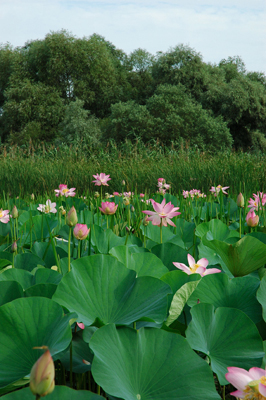 Lotoslblüten im Wolga-Delta