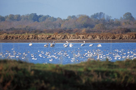 Pelikane und andere Vögel im flachen Wasser