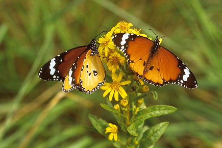 Zwei Afrikanische Monarchfalter (Danaus chrysippus) auf einer Blüte