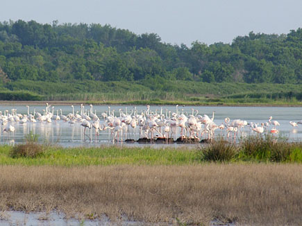 Many flamingos standing in the water
