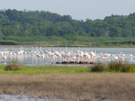 Viele Flamingos stehen im Wasser