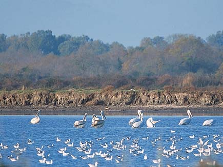 Krauskopfpelikane und andere Vögel in der Saline Ulcinj