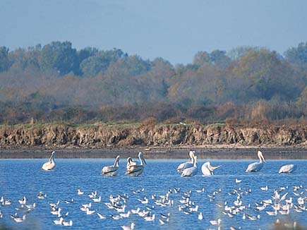 Pelicans and terns in the water