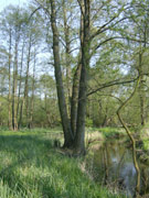 The Erlenbruch forest in the natural preserve Mahnigsee-Dahmetal in Brandenburg