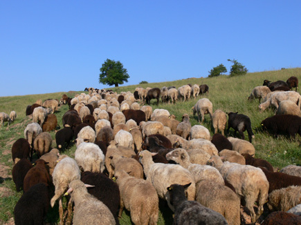 Eine Schafherde auf einem Wiesenhang