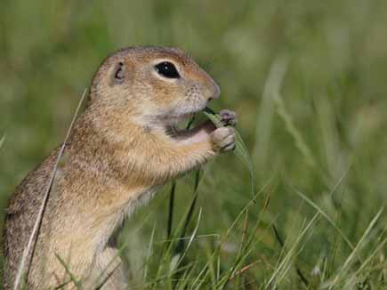 Ziesel im Gras