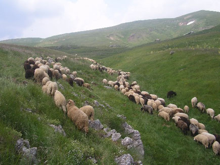 Flock of sheep in the mountains