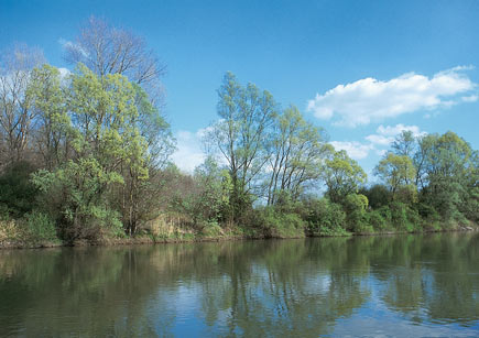 Flussufer mit Auenwald