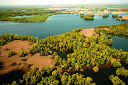 Luftbild einer verzweigten Flusslandschaft mit Auenwäldern und Ried