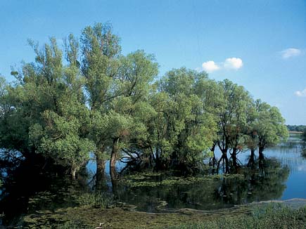 White poplars in and by the water