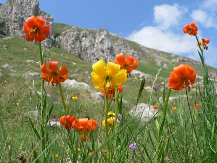 Blühende Blumen vor Gebirgskulisse