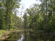 Flusslandschaft im Spacva-Auwald
