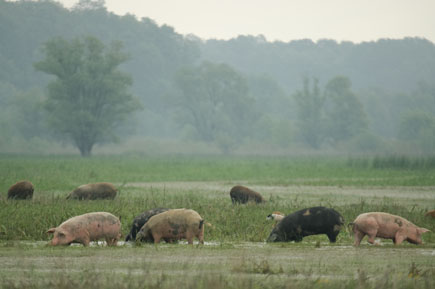 Schweine weiden auf den überschwemmten Hutweiden in den Save-Auen