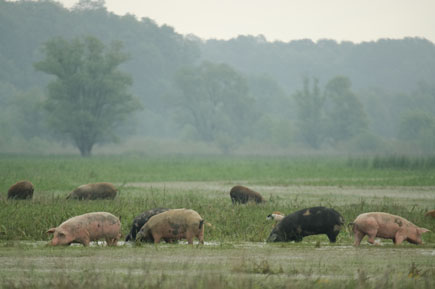 Schweine weiden auf einer überschwemmten Feuchtwiese