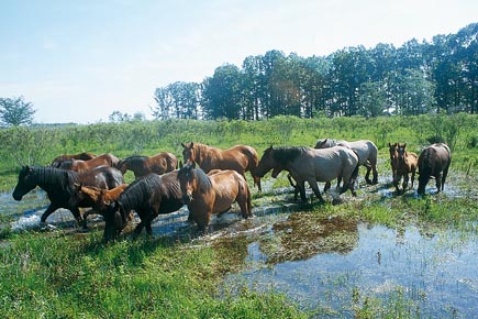 Posavina-Pferde auf einer überschwemmten Wiese