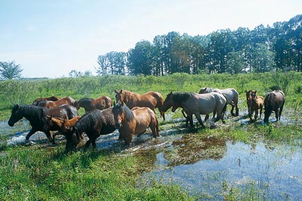 Posavina horses on a flooded meadow