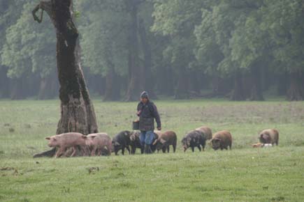 Schweinehirte mit Schweinen auf einer Wiese