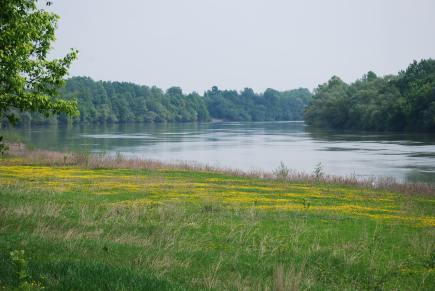 Ein breiter Fluss fließt durch einen Wald