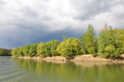 Natürliches Flussufer an der Save mit Auenwald