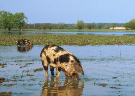 Turopolje pig on pasture.