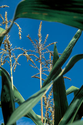 Maishalme vor blauem Himmel