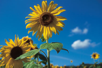 Zwei Sonnenblumen vor sonnigem Himmel