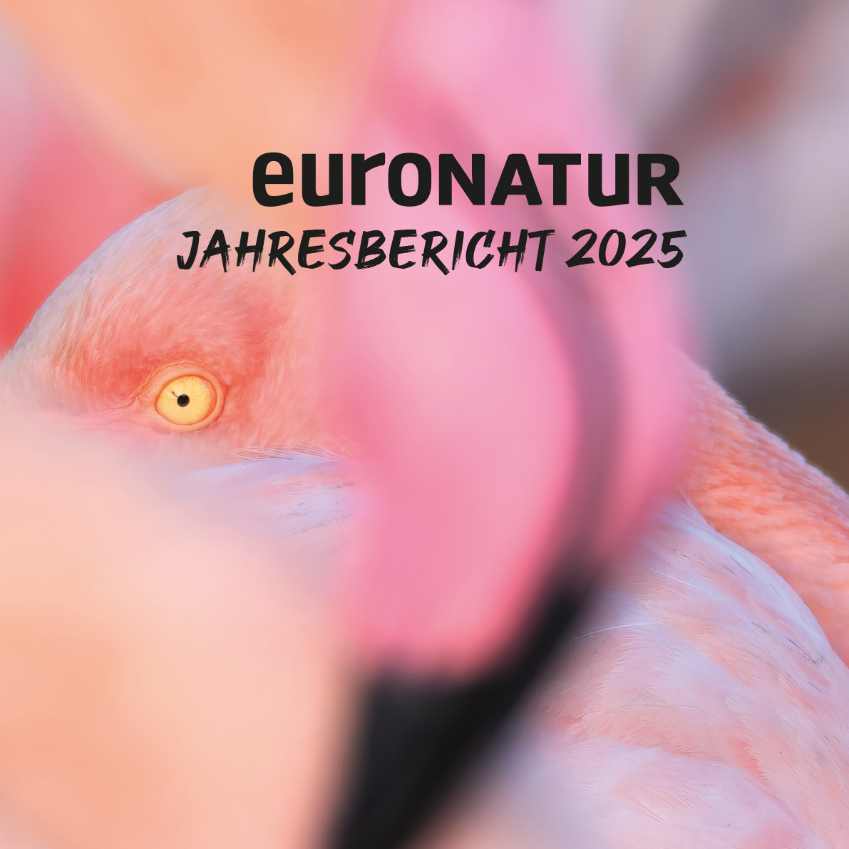 Titelblatt Jahresbericht 2025