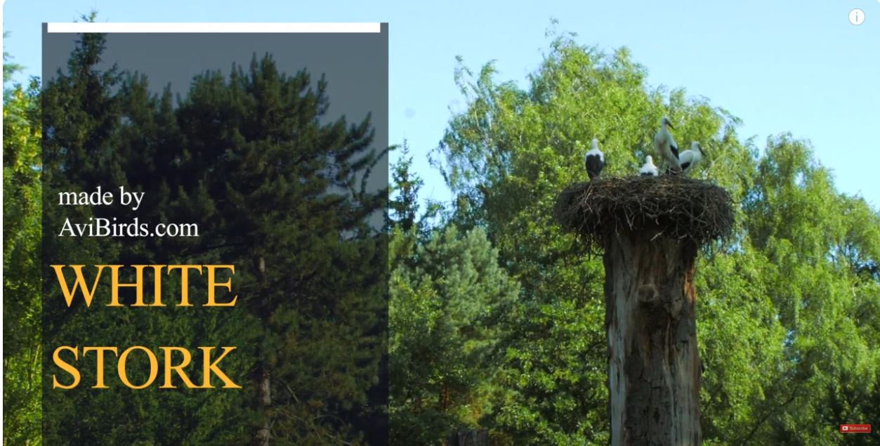 Youtube video white stork