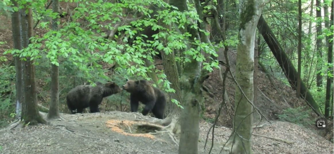 Male and female bears sniffing at each other