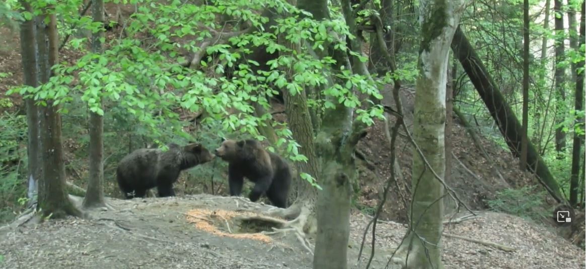 Bär und Bärin beschnuppern sich gegenseitig