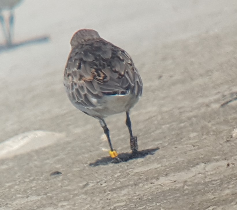 beringter Alpenstrandläufer aus der Ukraine