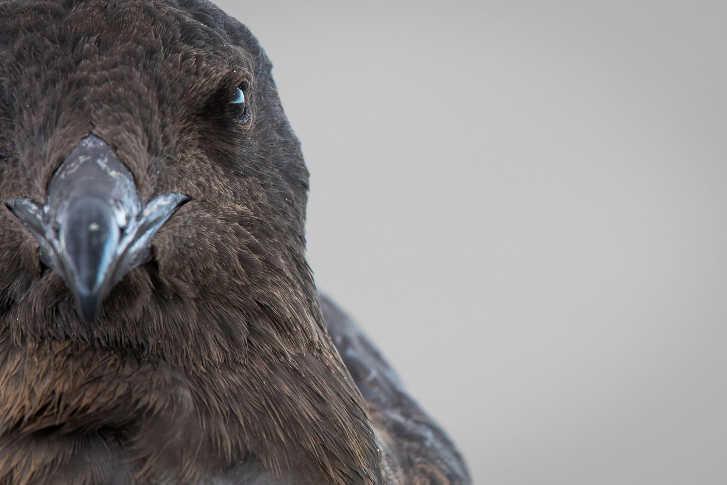 Skua Portrait einer Skua